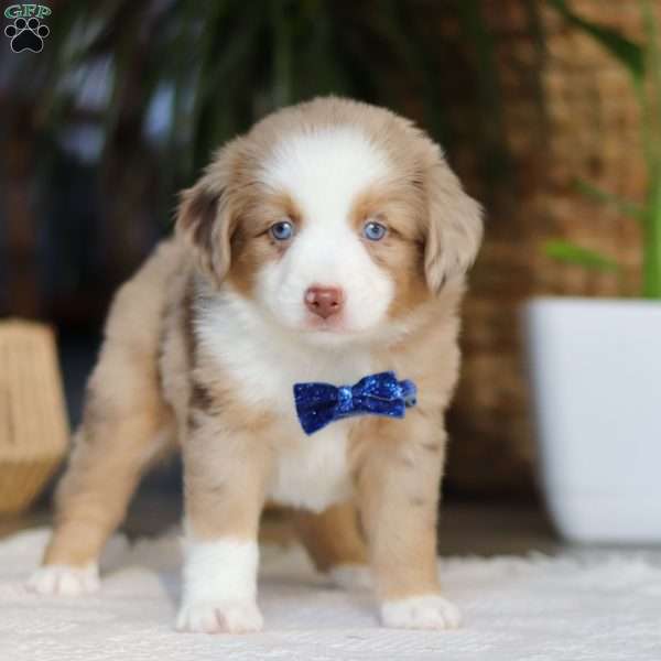 Tango, Miniature Australian Shepherd Puppy